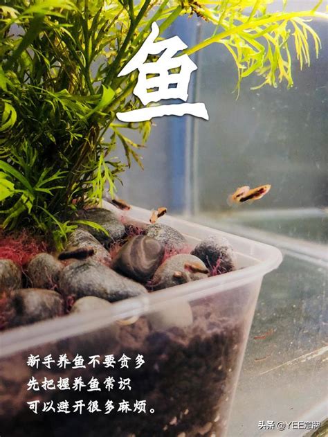 一尺魚缸養多少魚